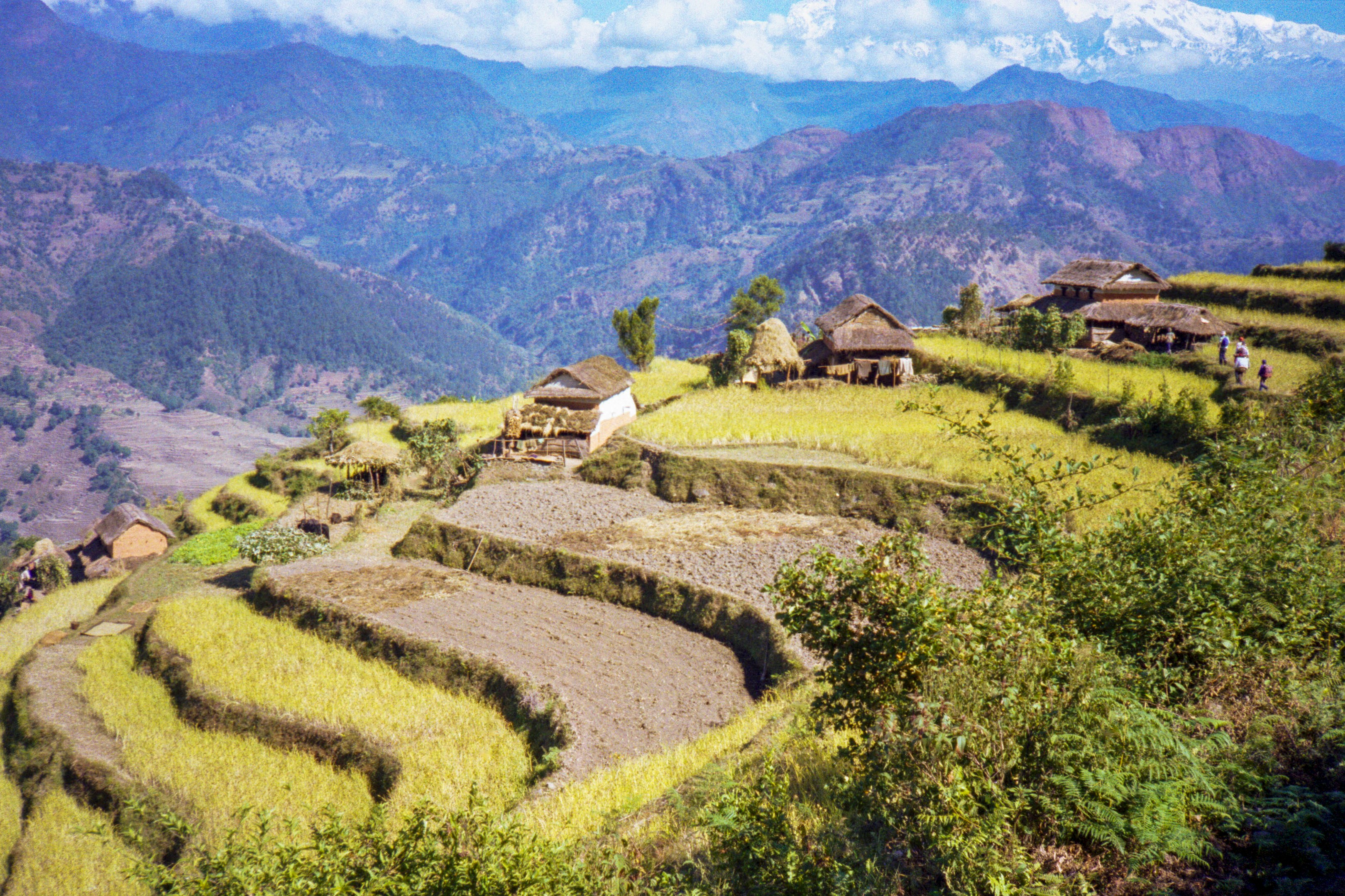 The rice fields near our village, Tansen
